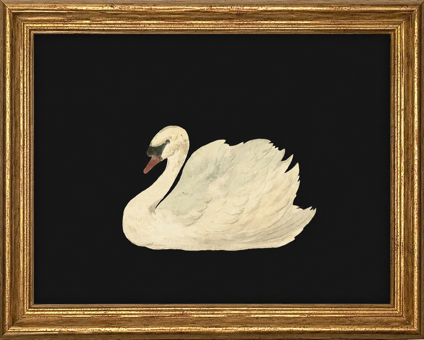 Vintage Framed Canvas Black Swan Art #A-102