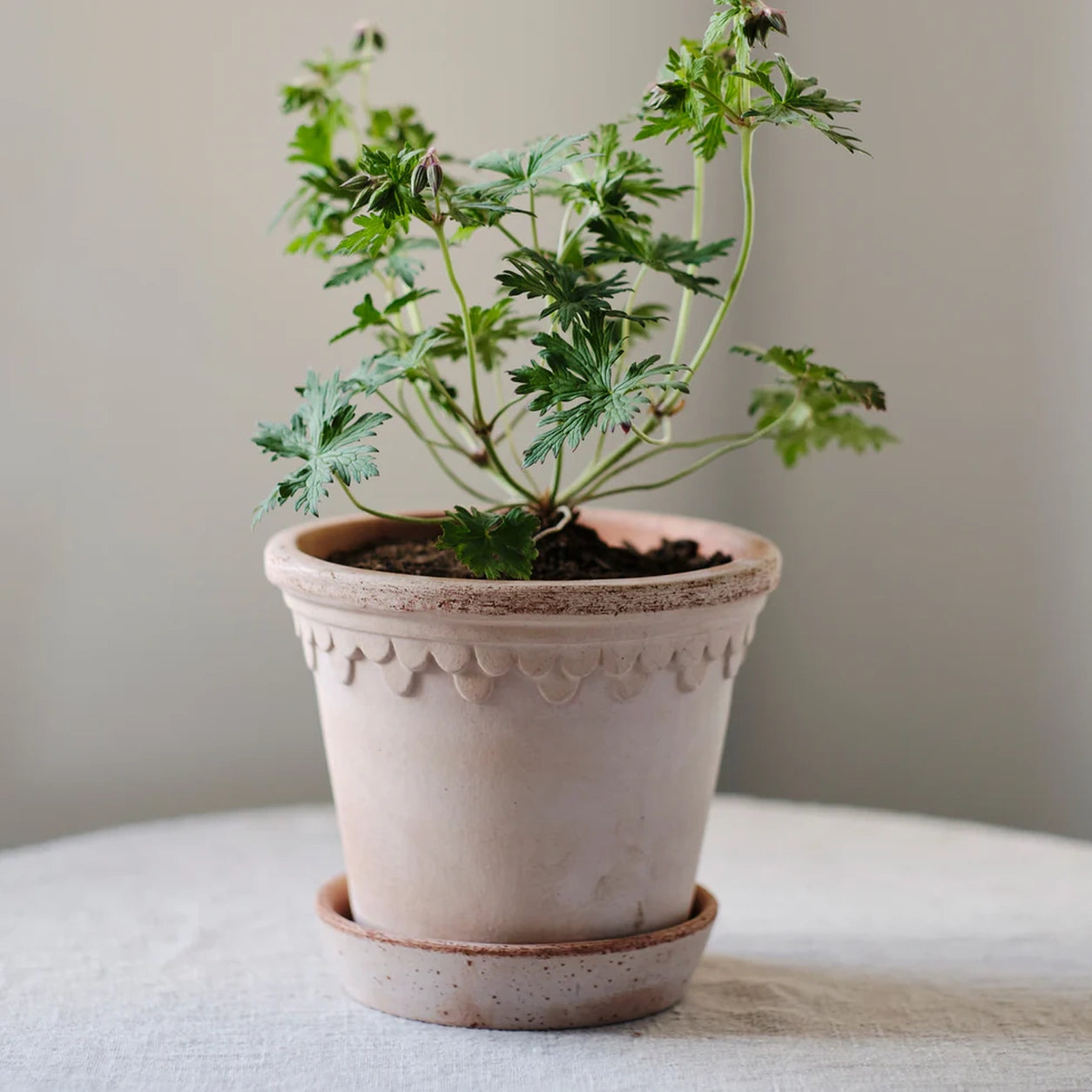 Københavner Raw Rosa Pot- 50cm
